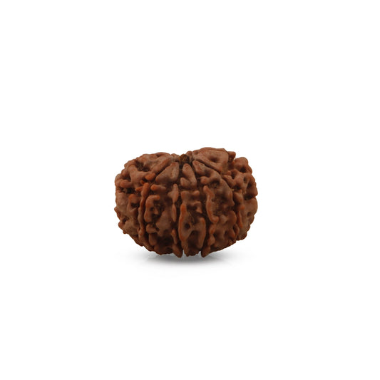 Rudraksha Beads - 9 Face | Rudraksh Beads/ 22 mm/ Nepali Rudraksha Beads for Men & Women - Rudraksha Mala, Pendant, Bracelet
