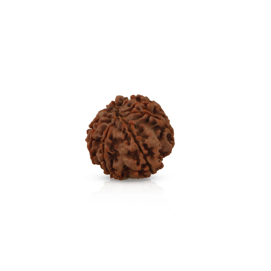 Rudraksha Beads - 9 Face | Rudraksh Beads/ 22 mm/ Nepali Rudraksha Beads for Men & Women - Rudraksha Mala, Pendant, Bracelet