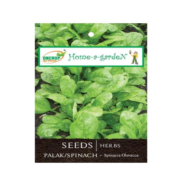 Palak / Spinach Gardening | Herbs | Spinacia Oleracca | Spinacia Oleracea