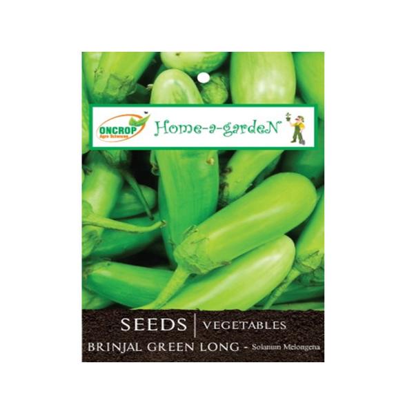 Brinjal Green | Long /Round Gardening | Vegetables | Brinjal Green Round | Eggplant