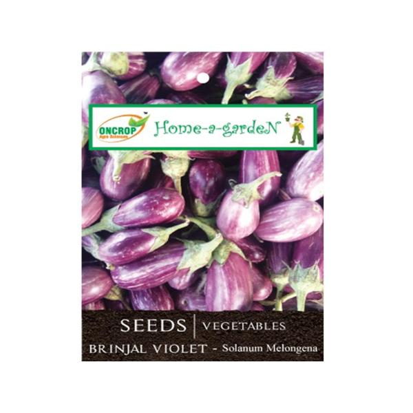 Brinjal Violet Gardening | Vegetables | Solanum Melongena | Eggplant