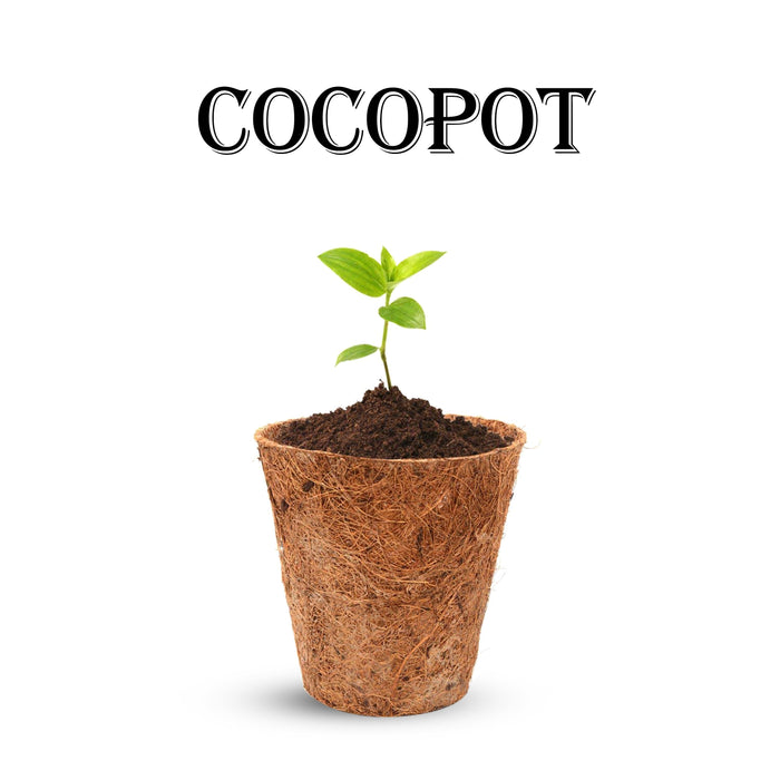 Large Coco Pot Giri - Coir Flower Pots | Coco Pots | Biodegradable Pots