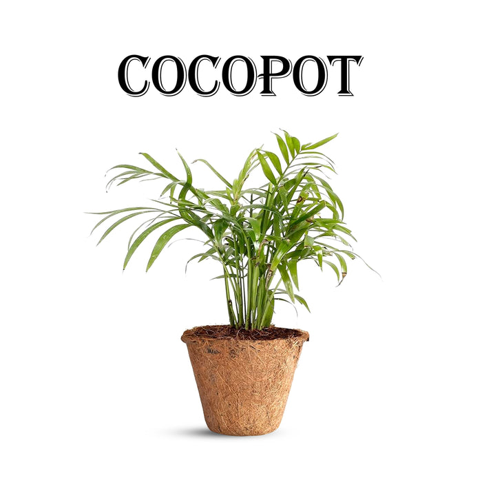 Coco Pot - 10 Inches | 1 Pcs/ Coir Pot/ Coir Plant Pot