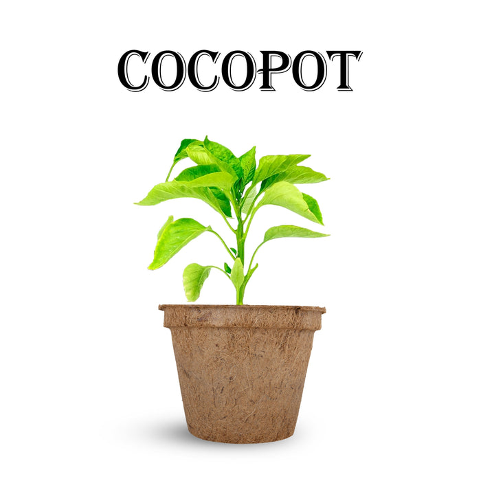 Coco Pot - 8 Inches | 1 Pcs/ Coir Pot/ Coir Plant Pot