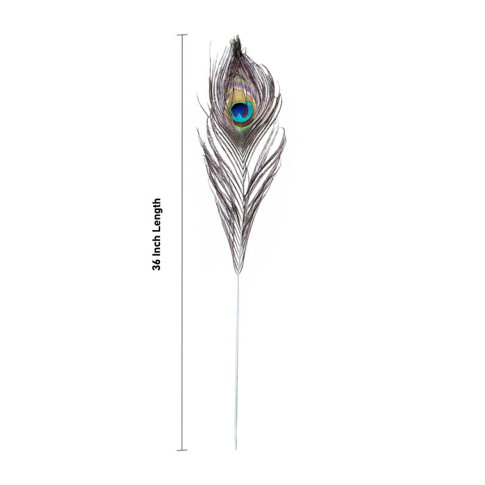 Peacock Feather - 36 Inches | Peacock Kalangi / Peacock eye feather / Mor Pankh for Pooja - Deity Accessories