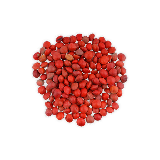 Manjadi Seeds - 100 Gms | Red Lucky Manjadi Kuru/ Adenanthera Pavonina Seeds For Pooja And Decorative Purpose - Gardening