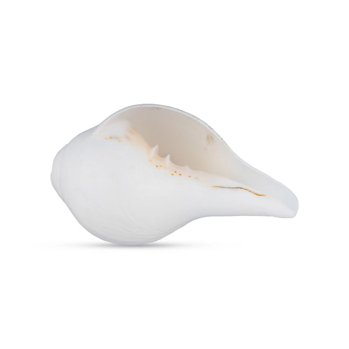 Blowing Shankh - 2 x 4.5 Inches | Conch/ Shankha for Pooja