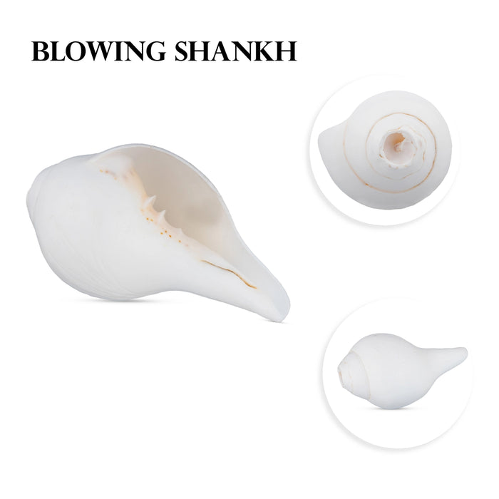 Blowing Shankh - 2 x 4.5 Inches | Conch/ Shankha for Pooja