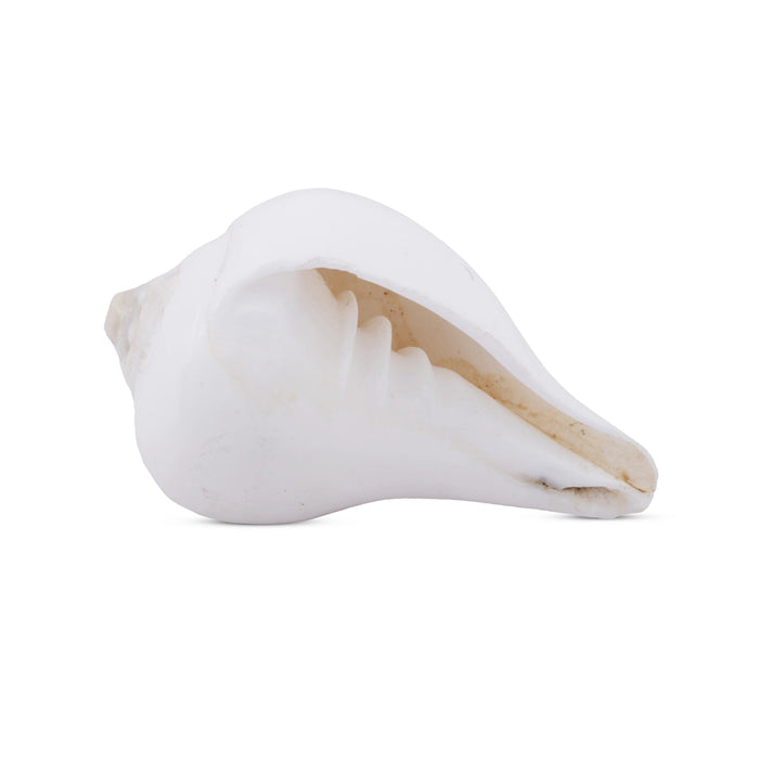 Abhishek Shankh - 1.5 x 2.5 Inches | Pooja Sangu / Conch / Shankha for Divine Purpose