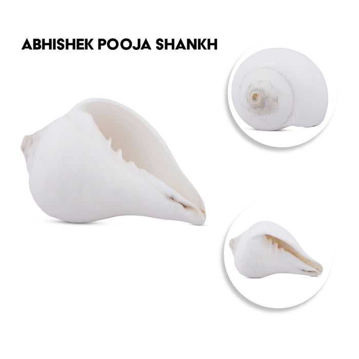Abhishek Shankh - 1.5 x 2.5 Inches | Pooja Sangu / Conch / Shankha for Divine Purpose