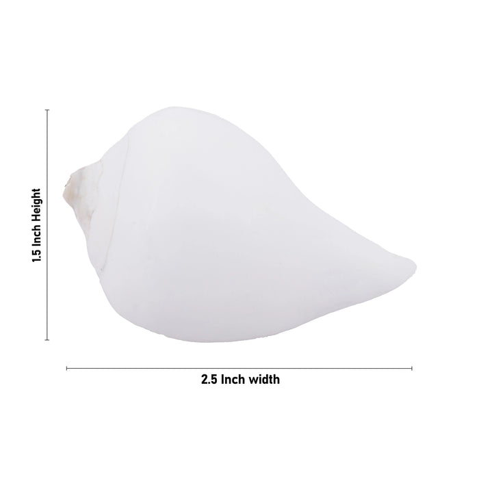 Abhishek Shankh - 1.5 x 2.5 Inches | Pooja Sangu / Conch / Shankha for Divine Purpose