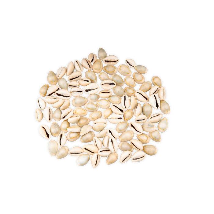 Sada Chozhi | Cowrie Shells/ Sozhi/ Kaudi for Pooja - Pooja Shankh