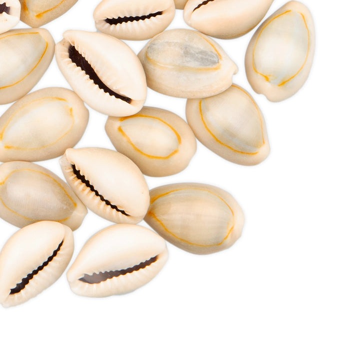Sada Chozhi | Cowrie Shells/ Sozhi/ Kaudi for Pooja - Pooja Shankh