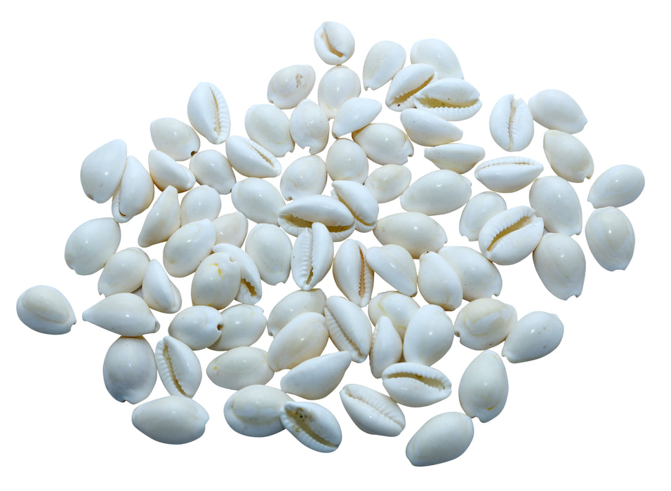 Kouri Shell Giri - Sozhi | Cowrie Shells | kaudi