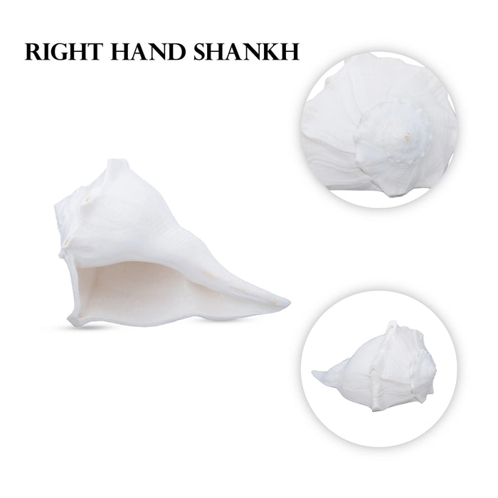 Right Hand Shankh - 3.5 x 6 Inches | Right Hand Conch for Pooja/ 285 Gms Approx