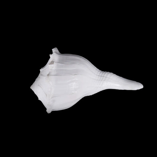 Right Hand Shankh - 3 X 6.25 Inches | Dakhinabarti Sankha/ Valampuri Sangu/ Dakshinavarti Shankh For Pooja - Pooja Shankh