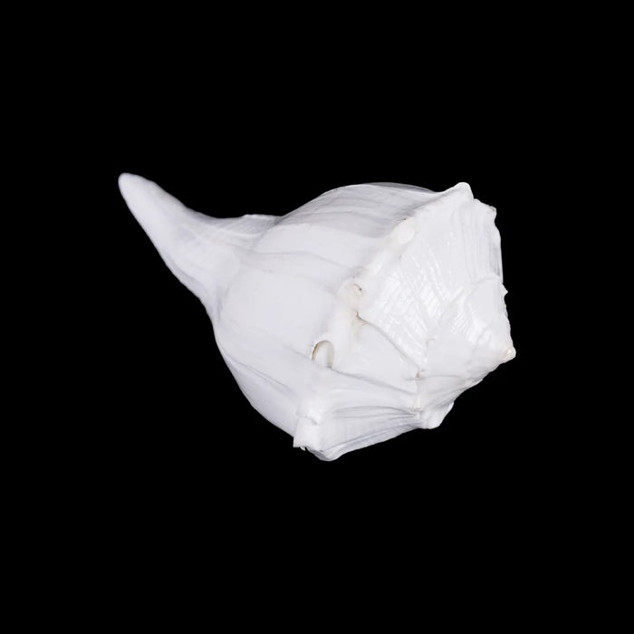 Right Hand Shankh - 3 X 6.25 Inches | Dakhinabarti Sankha/ Valampuri Sangu/ Dakshinavarti Shankh For Pooja - Pooja Shankh