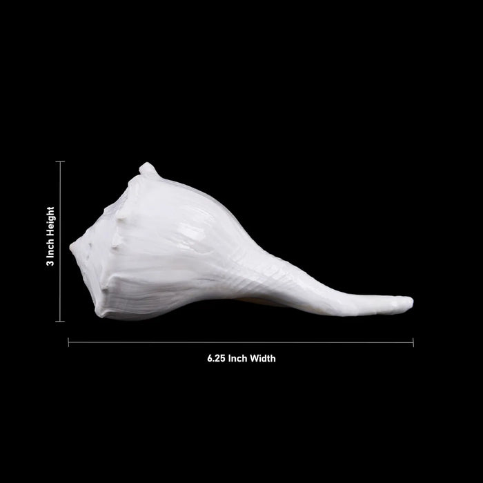 Right Hand Shankh - 3 X 6.25 Inches | Dakhinabarti Sankha/ Valampuri Sangu/ Dakshinavarti Shankh For Pooja - Pooja Shankh