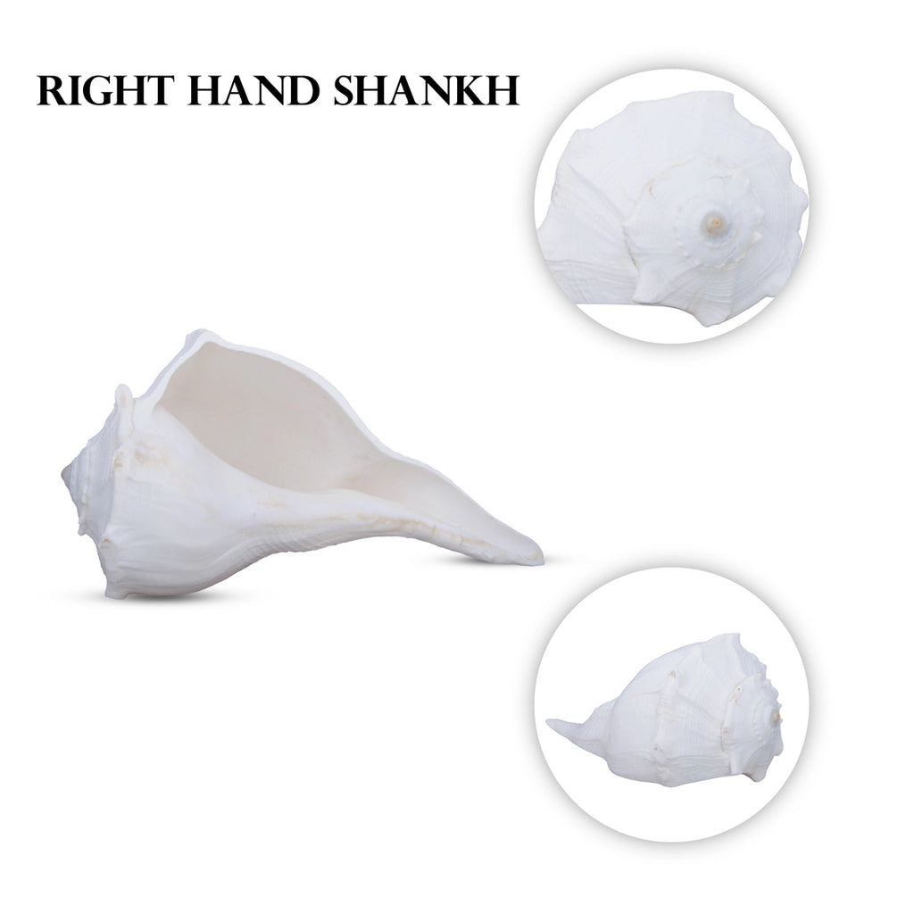 Right Hand Shankh - 3.5 x 7.5 Inches | Right Hand Conch for Pooja/ 300 Gms Approx