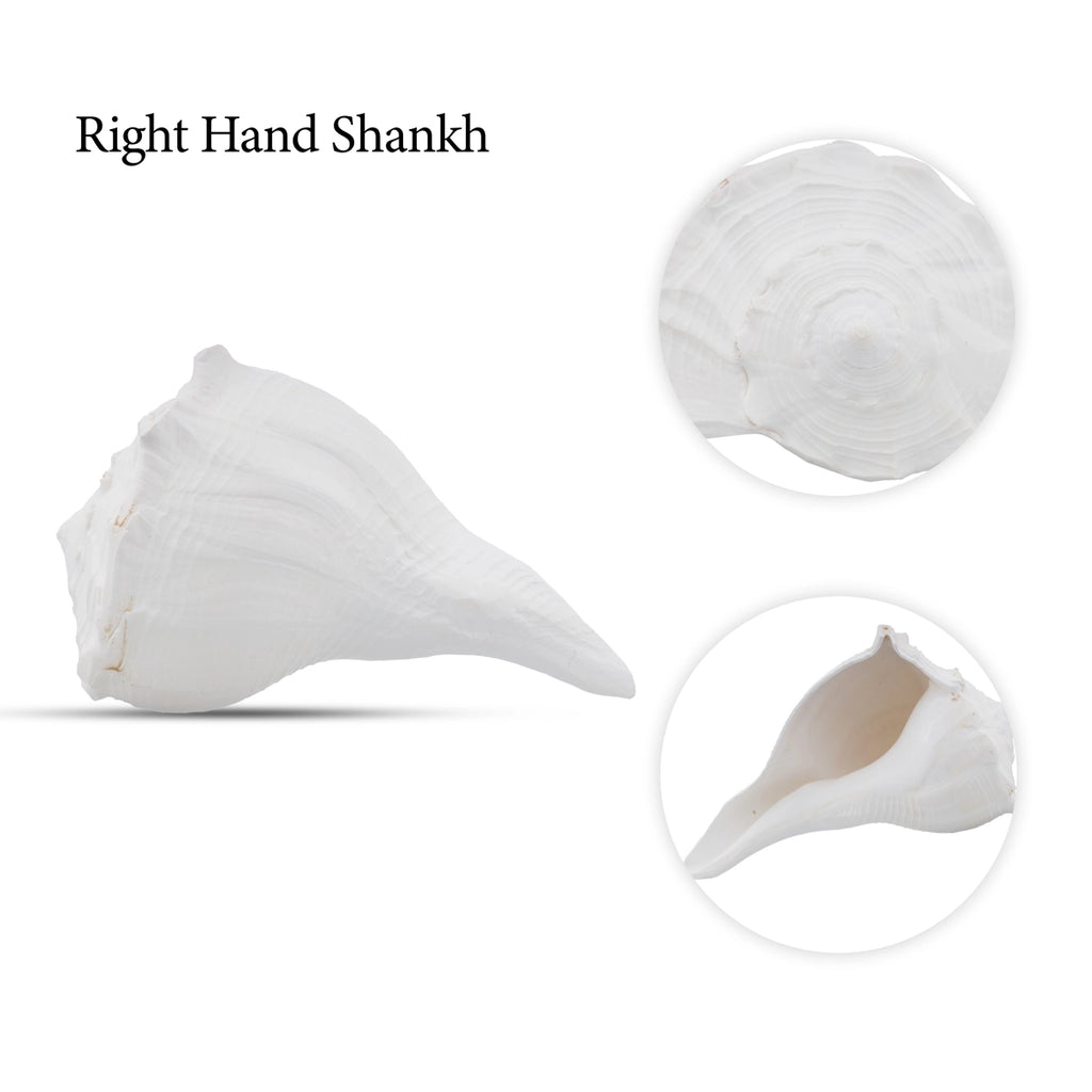 Right Hand Shankh - 3 x 5 Inches | Right Hand Conch for Pooja