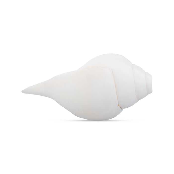 Blowing Shankh - 3 x 7 Inches | Conch/ Shankha for Pooja