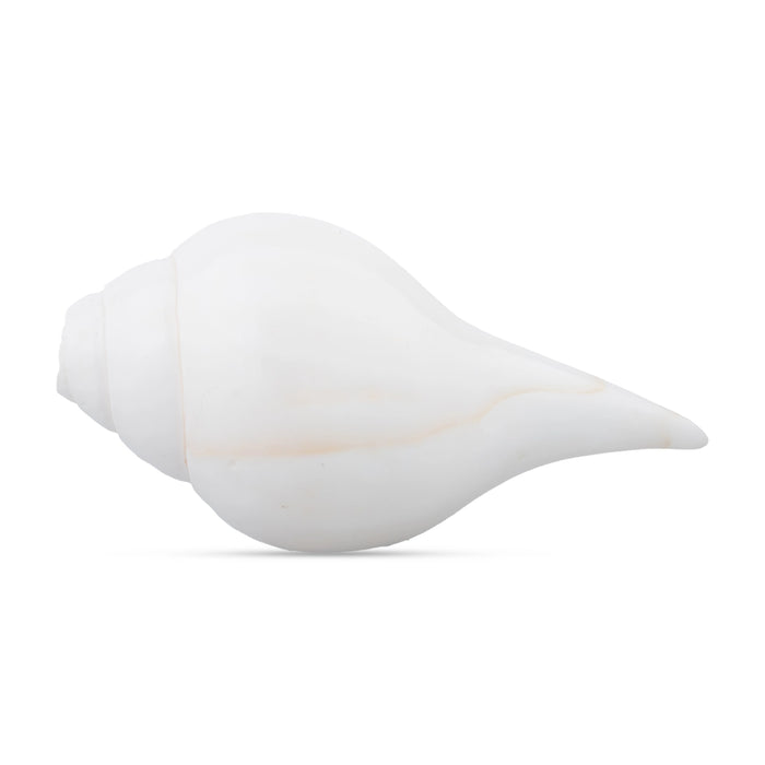 Blowing Shankh - 3 x 7 Inches | Conch/ Shankha for Pooja