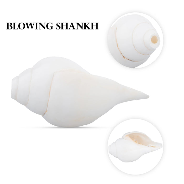 Blowing Shankh - 3 x 7 Inches | Conch/ Shankha for Pooja