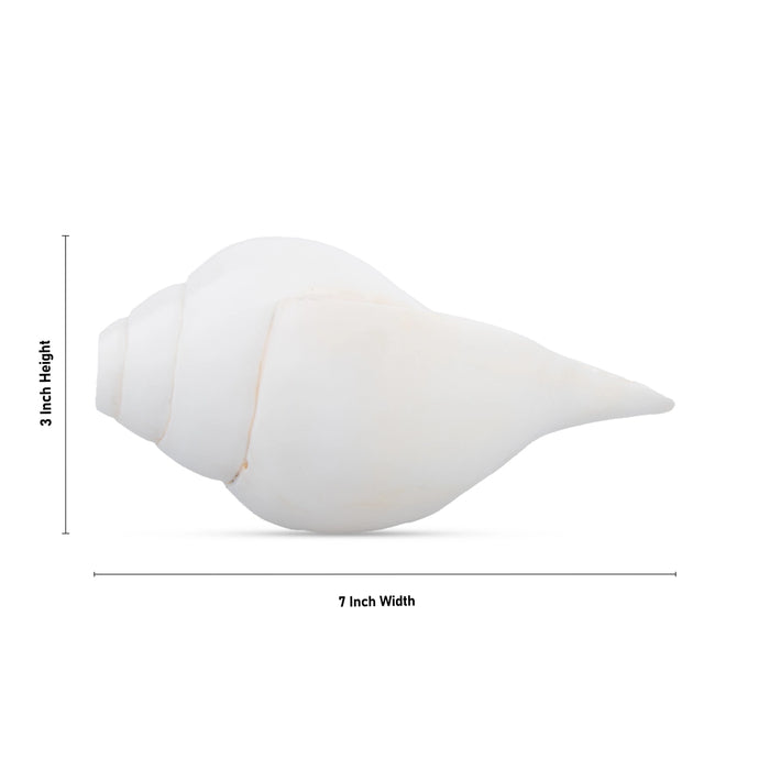 Blowing Shankh - 3 x 7 Inches | Conch/ Shankha for Pooja