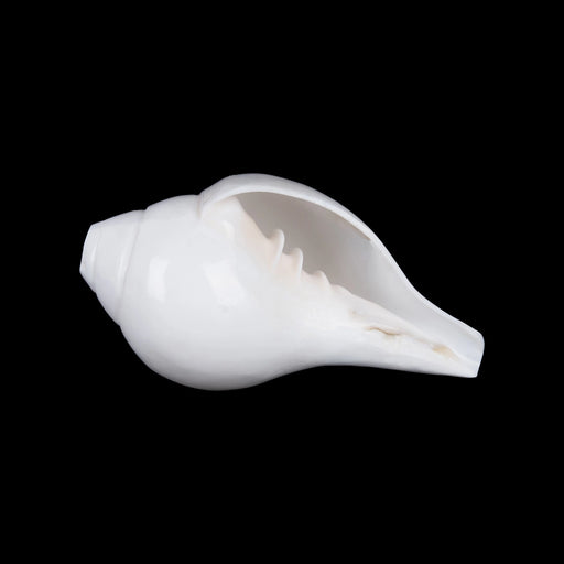 Blowing Shankh - 2.5 x 5.5 Inches | Sangu / Bajane Wala Shankh/ Vamavarti Shankh / Blowing Conch for Pooja - Pooja Shankh