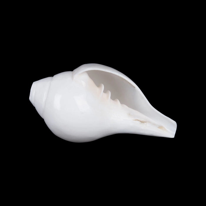 Blowing Shankh - 2.5 x 5.5 Inches | Sangu / Bajane Wala Shankh/ Vamavarti Shankh / Blowing Conch for Pooja - Pooja Shankh