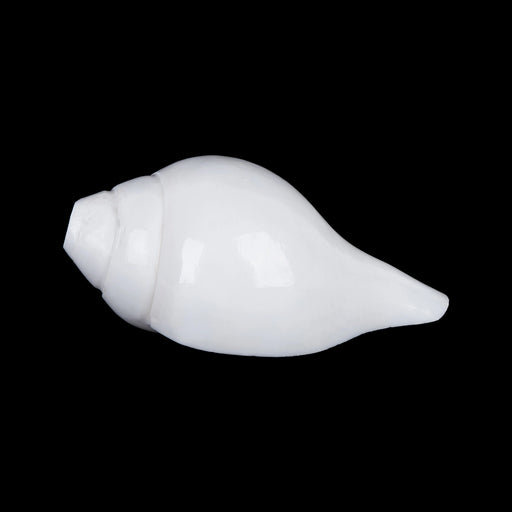 Blowing Shankh - 2.5 x 5.5 Inches | Sangu / Bajane Wala Shankh/ Vamavarti Shankh / Blowing Conch for Pooja - Pooja Shankh
