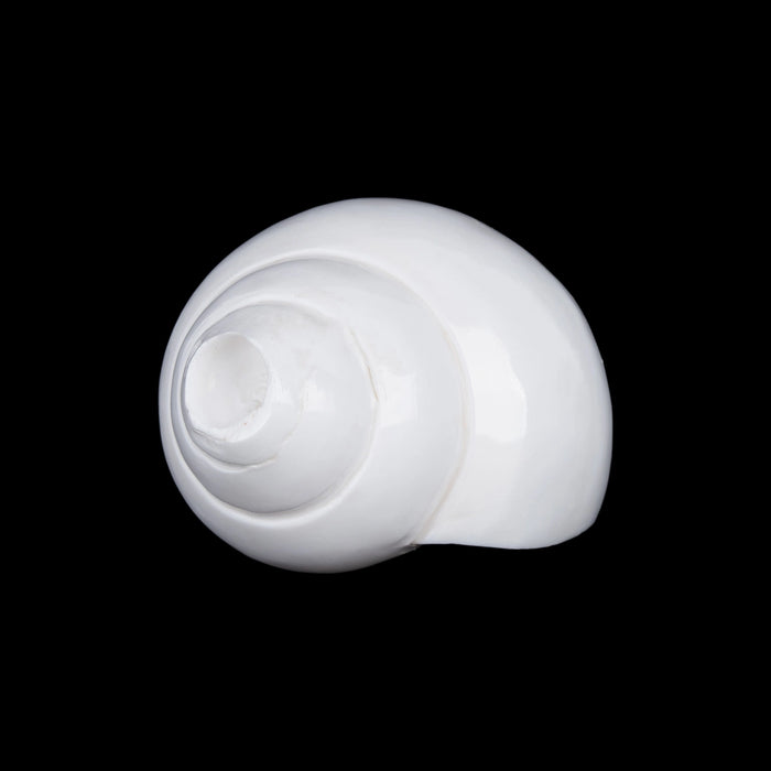Blowing Shankh - 2.5 x 5.5 Inches | Sangu / Bajane Wala Shankh/ Vamavarti Shankh / Blowing Conch for Pooja - Pooja Shankh
