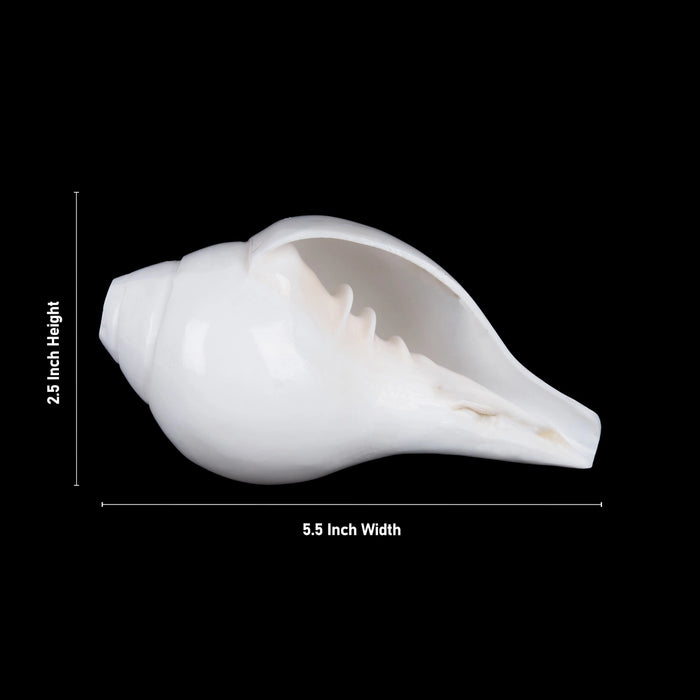 Blowing Shankh - 2.5 x 5.5 Inches | Sangu / Bajane Wala Shankh/ Vamavarti Shankh / Blowing Conch for Pooja - Pooja Shankh