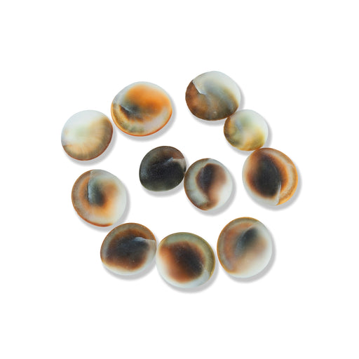 Gomti Chakra Nabi Shell - 11 Pcs | Gomati Chakra/ Sudarshan Chakra for Lakshmi Pooja - Pooja Shankh