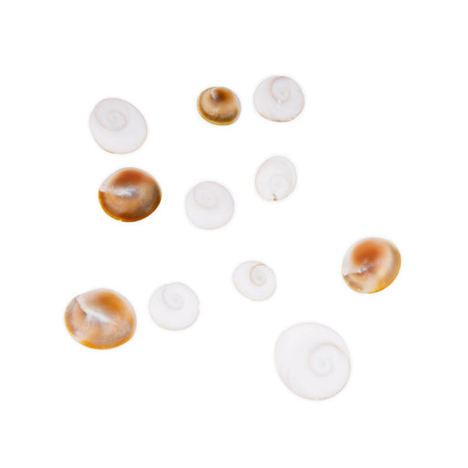 Gomti Chakra Nabi Shell - 11 Pcs | Gomati Chakra/ Sudarshan Chakra for Lakshmi Pooja - Pooja Shankh