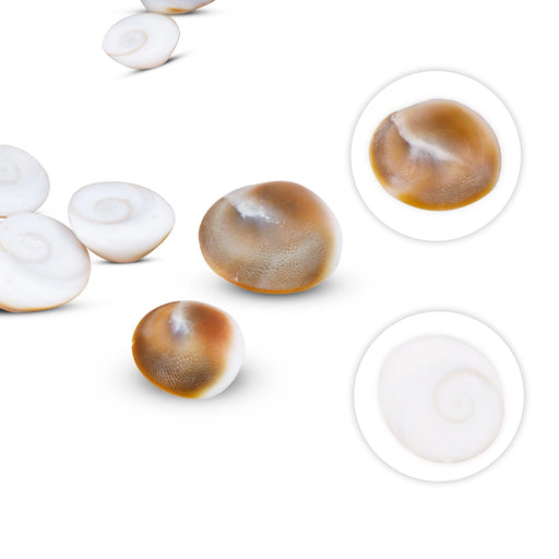 Gomti Chakra Nabi Shell - 11 Pcs | Gomati Chakra/ Sudarshan Chakra for Lakshmi Pooja - Pooja Shankh