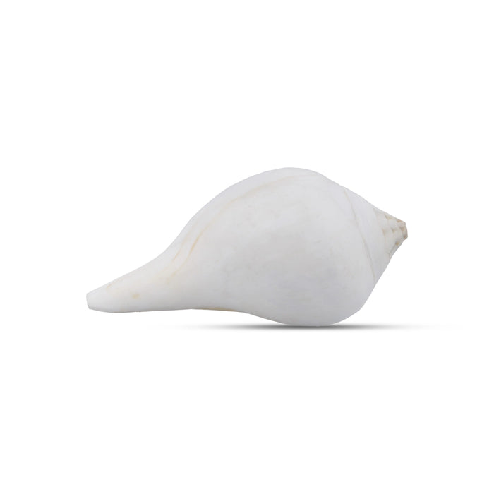 Abhishek Shankh - 2 x 4 Inches | Shankha/ Conch/ Pooja Shankh for Divine Purpose