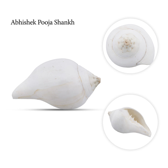 Abhishek Shankh - 2 x 4 Inches | Shankha/ Conch/ Pooja Shankh for Divine Purpose