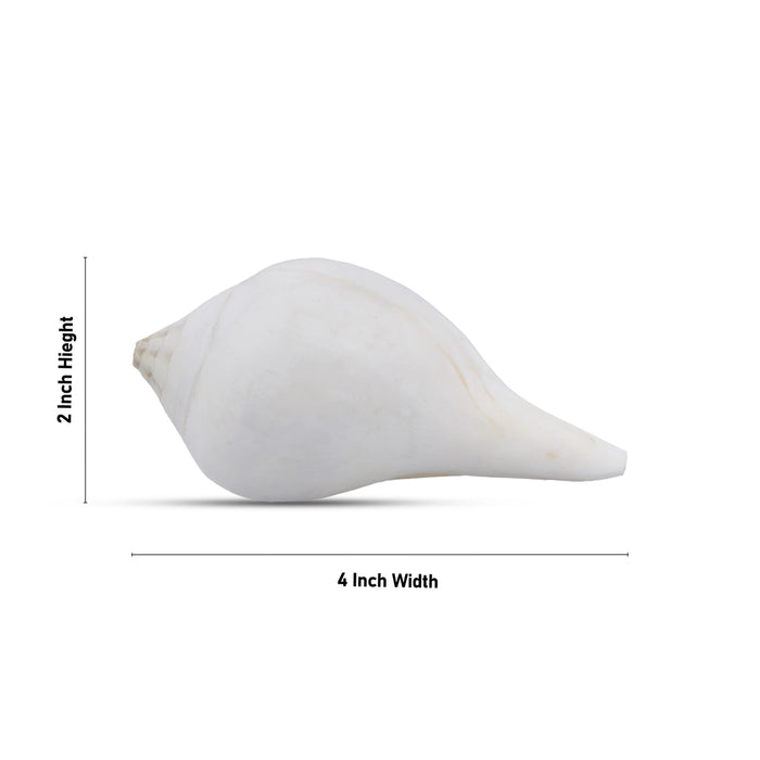 Abhishek Shankh - 2 x 4 Inches | Shankha/ Conch/ Pooja Shankh for Divine Purpose