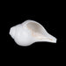 Blowing Shankh - 2.75 x 6 Inches | Sangu / Vamavarti Shankh/ Bajane Wala Shankh/ Conch for Pooja - Pooja Shankh