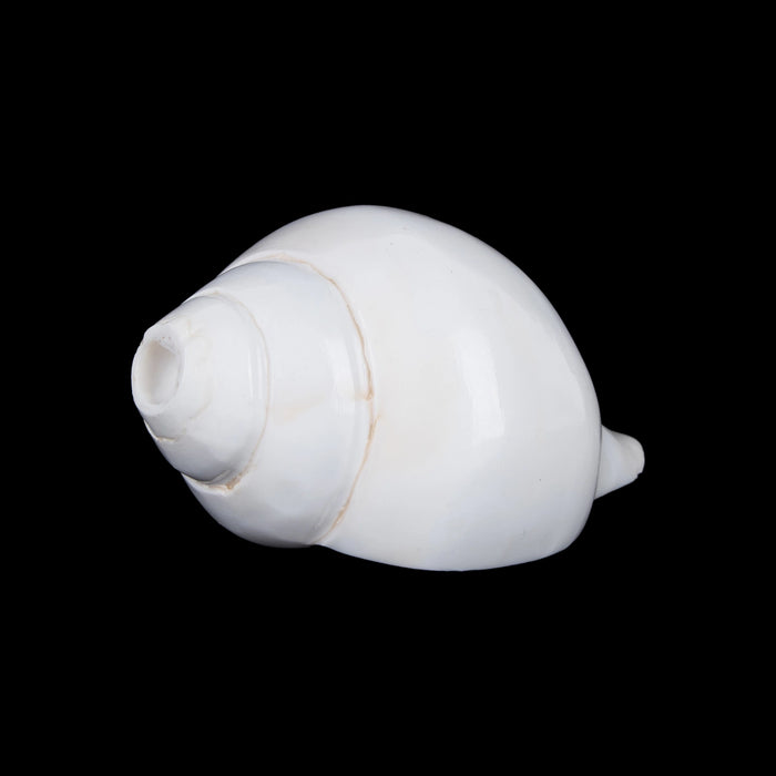 Blowing Shankh - 2.75 x 6 Inches | Sangu / Vamavarti Shankh/ Bajane Wala Shankh/ Conch for Pooja - Pooja Shankh