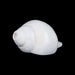 Blowing Shankh - 2.75 x 6 Inches | Sangu / Vamavarti Shankh/ Bajane Wala Shankh/ Conch for Pooja - Pooja Shankh