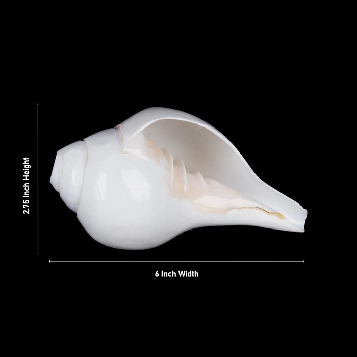 Blowing Shankh - 2.75 x 6 Inches | Sangu / Vamavarti Shankh/ Bajane Wala Shankh/ Conch for Pooja - Pooja Shankh