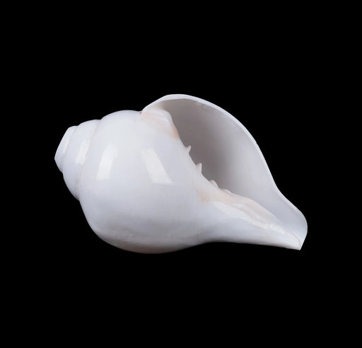 Blowing Shankh - 3.25 x 6 Inches | Vamavarti Shankh/ Bajane Wala Shankh/ Blowing Conch for Pooja - Pooja Shankh