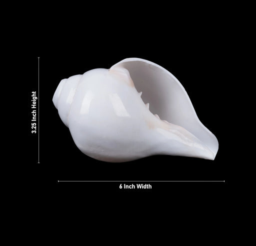 Blowing Shankh - 3.25 x 6 Inches | Vamavarti Shankh/ Bajane Wala Shankh/ Blowing Conch for Pooja - Pooja Shankh