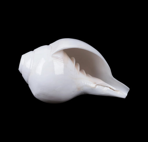 Blowing Shankh - 3 x 6 Inches | Vamavarti Shankh/ Bajane Wala Shankh/ Blowing Conch for Pooja - Pooja Shankh