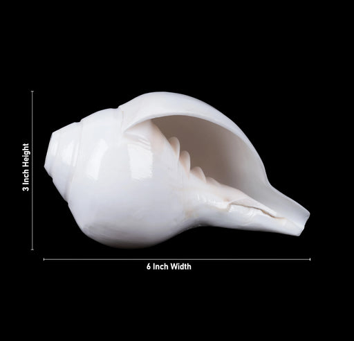 Blowing Shankh - 3 x 6 Inches | Vamavarti Shankh/ Bajane Wala Shankh/ Blowing Conch for Pooja - Pooja Shankh