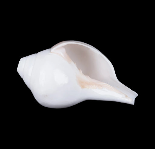 Blowing Shankh - 3.5 x 7 Inches | Vamavarti Shankh/ Bajane Wala Shankh/ Blowing Conch for Pooja - Pooja Shankh