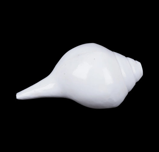 Blowing Shankh - 3.5 x 7 Inches | Vamavarti Shankh/ Bajane Wala Shankh/ Blowing Conch for Pooja - Pooja Shankh