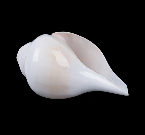 Blowing Shankh - 4 x 7.5 Inches | Vamavarti Shankh/ Bajane Wala Shankh/ Blowing Conch for Pooja - Pooja Shankh